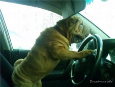 1242490626_1238702245_sharpei_25.jpg